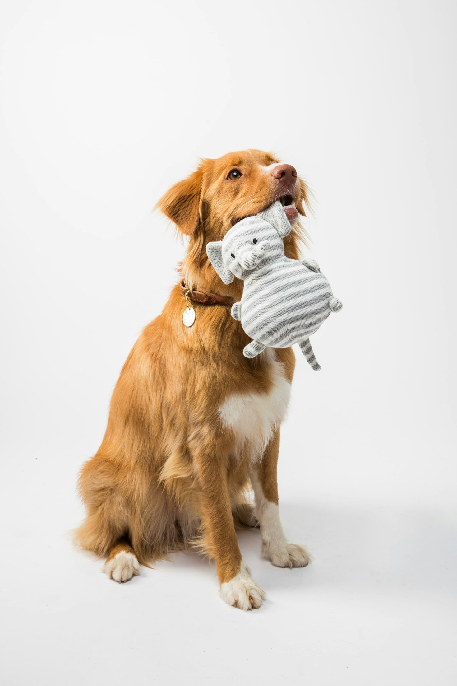How to Choose the Right Pet Care Products