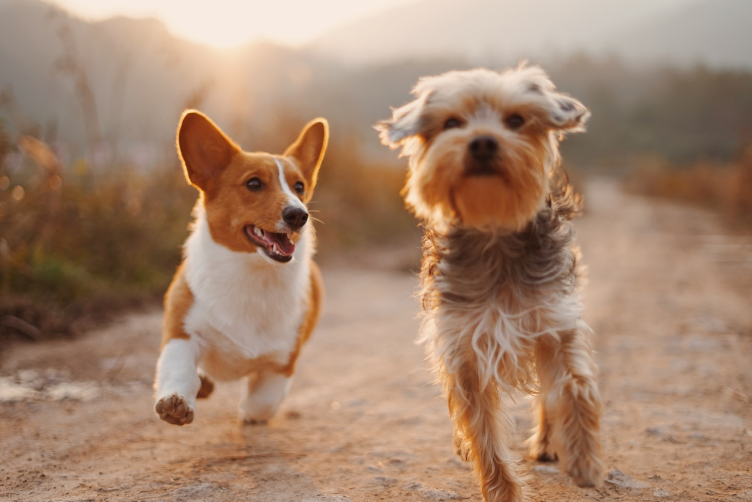 Keeping Your Pets Healthy and Happy